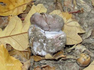 Cortinarius caerulescens IMG15296