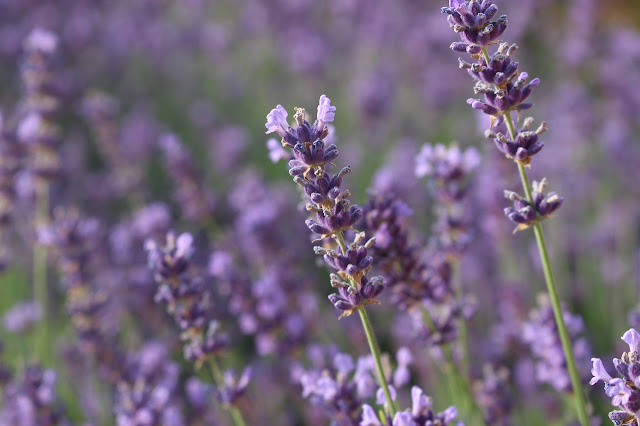 The Meaning of Lavender