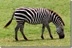 zebra_b