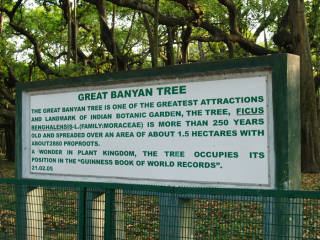 The Great Banyan Tree