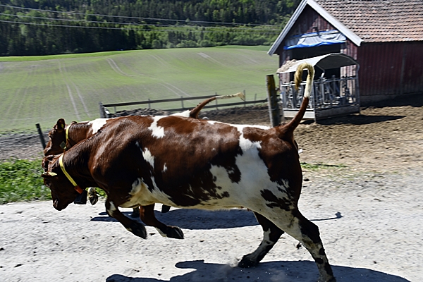 kuer kalver beiteslipp