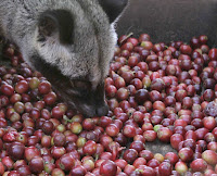 Hukum mengkonsumsi Kopi luwak