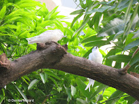 White Tern parent and chick, Waikiki – Oahu, Dec. 14, 2018 – © Denise Motard