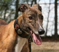 Southeastern Greyhound Adoption