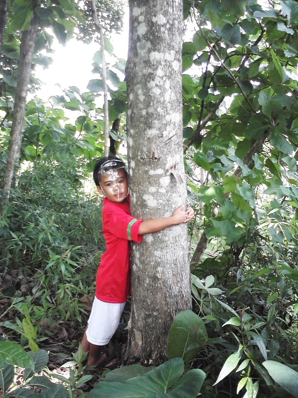 KAYU JATI POHON JATI KEBUN JATI Pohon Jati harus 