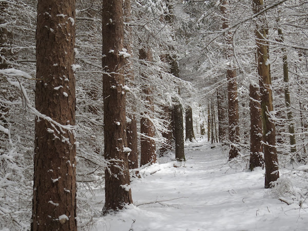 snow in pine plantation