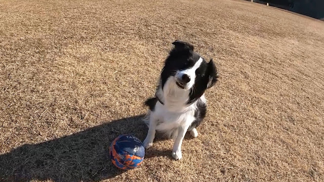 保護犬 ボーダーコリー トーマ