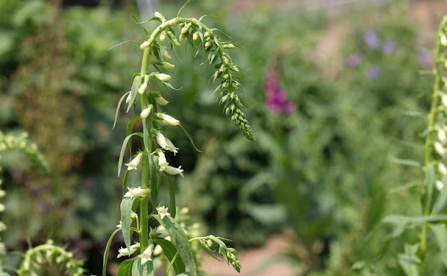 Digitalis Lutea Flowers Pictures