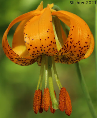 Лилия колумбийская (Lilium columbianum)