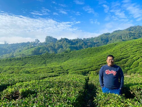 Ladang Teh BOH Cameron Highlands | Excited Tengok Pekerja Petik Daun Teh