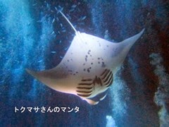 マサさんのハワイ島のマンタ