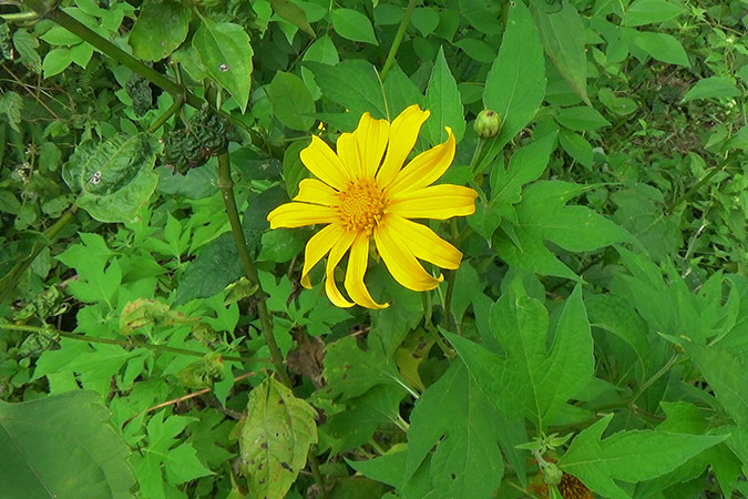 Dlium Mexican sunflower (Tithonia diversifolia)