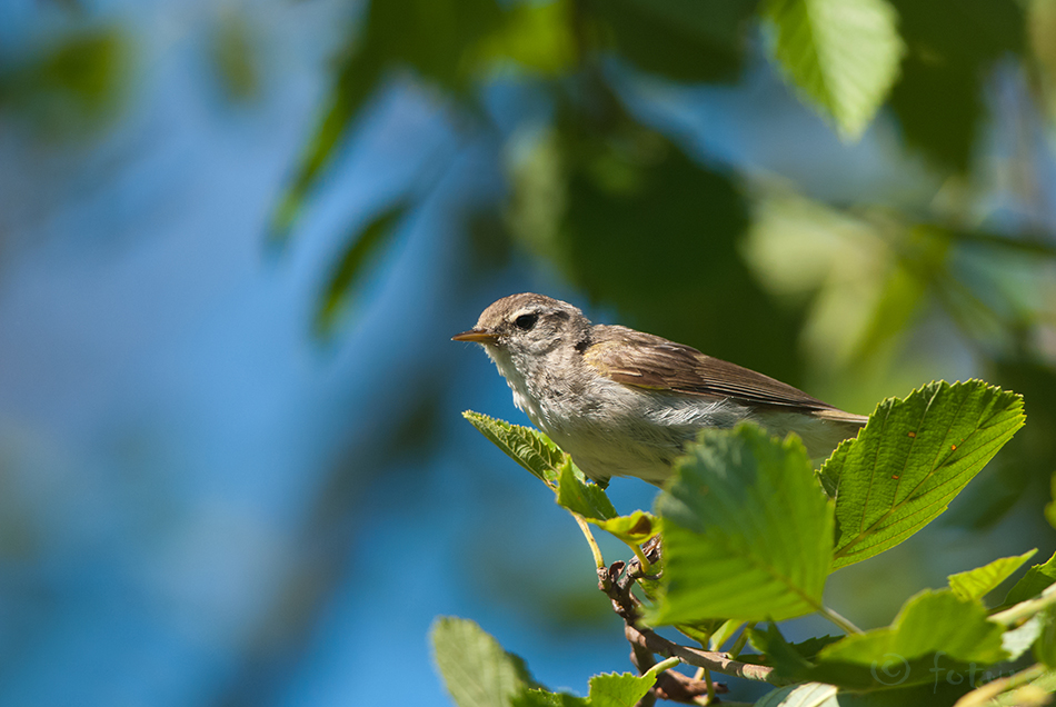 Väike-lehelind, Phylloscopus collybita, Common Chiffchaff, silksolk, collybitus, Chiff-chaff, Eurasian