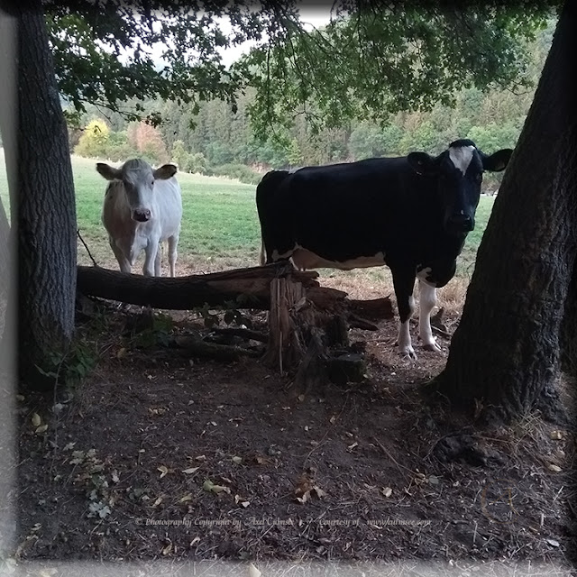 cows at edge of the woods glove