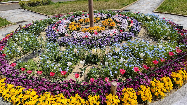 花博記念公園鶴見緑地 ネモフィラ