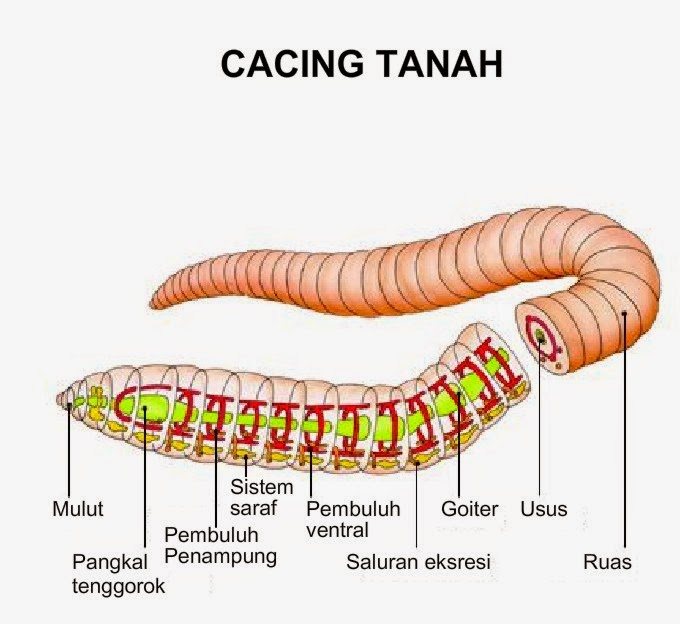 Kumpulan Tugas Sekolah Nama  Filum Beserta Contoh yang 