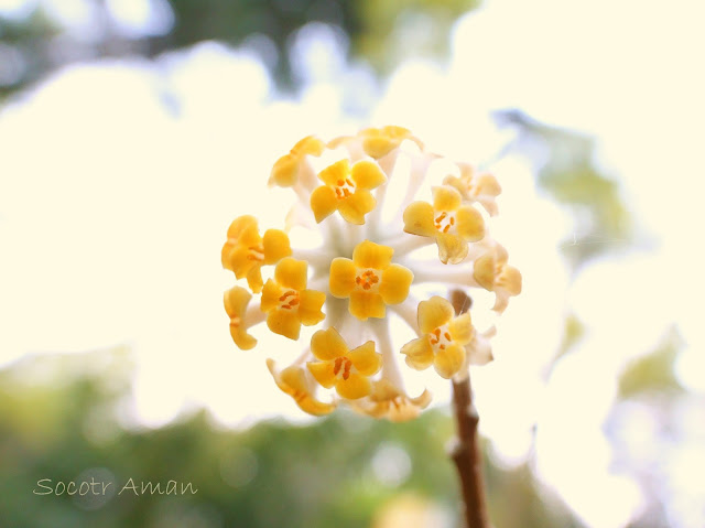 Edgeworthia chrysantha