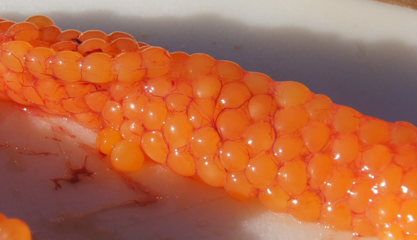 ROCKY LOWLAND Trout Catch & Cook — Eating Trout Roe (Fish Eggs) 