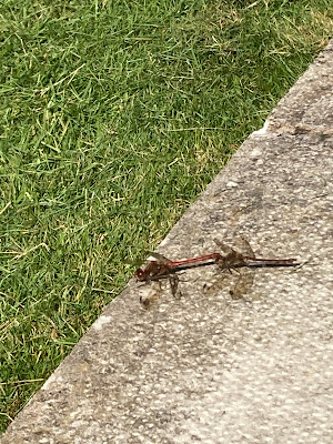 Common darter dragonflies