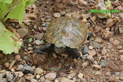 Mauremys japonica - Galápago de Japón