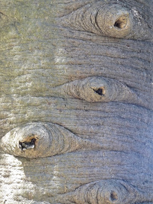 elm tree bark. elm tree identification ark.