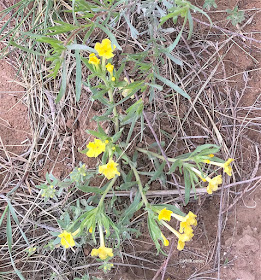 puccoon, Lithospermum