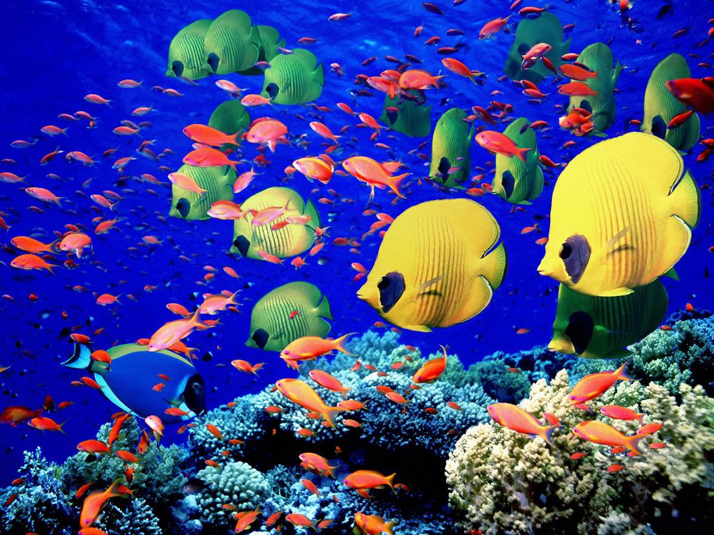 Wallpaper pemandangan bawah laut 1000 Fakta Unik dan Menarik