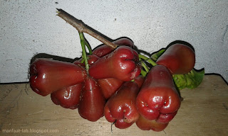 Jambu air manis (Jambu wer)