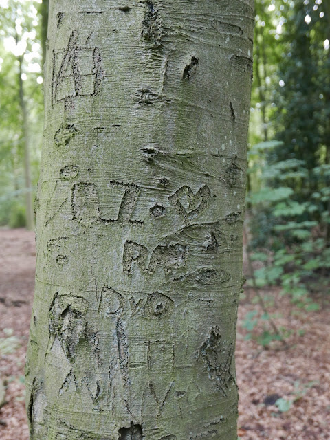 Arbogliefen in het Haagse Bos, augustus 2019