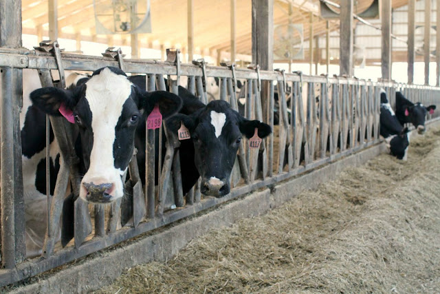 Andreas Dairy in Sugar Creek, Ohio is larger scale dairy farm with 1300 head of Holstein dairy cows.