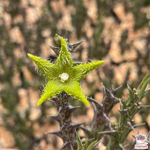 ต้นเก๋งจีน ออเบีย ดัมเมรี Orbea dummeri