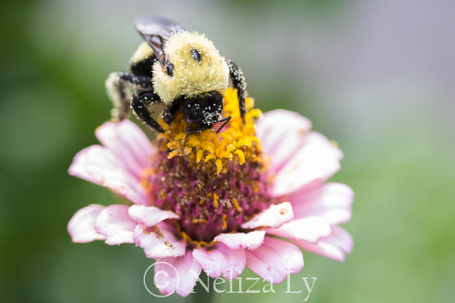 bee on zinnia