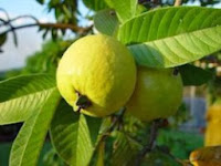 Menghilangkan jerawat dengan daun jambu biji