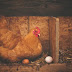 Απίστευτο και όμως αληθινό: Αντισώματα κατά του κορονοϊού από αυγά κότας