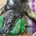 Mysterious Creature Half Crocodille Half Buffalo 