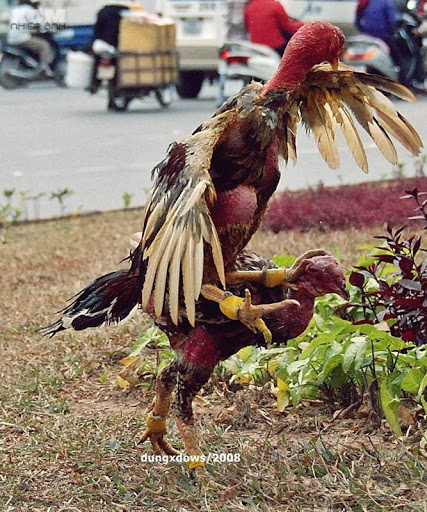 VẦN HƠI, VẦN ĐÒN CHO GÀ CHỌI MÁU CHIẾN