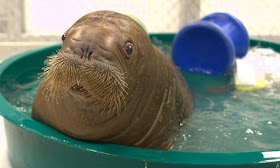 funny animals, animal pictures, baby walrus