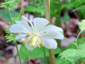 Mayapple blossom
