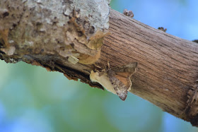 Gypsy moths mating on tree limb