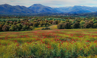 Paisajes Flores Naturaleza Campo