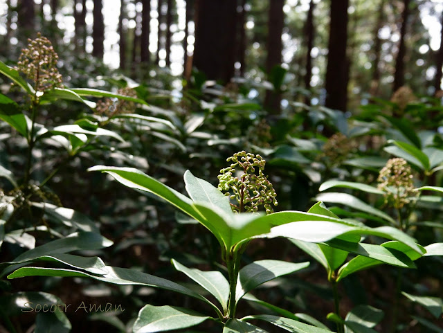 Skimmia japonica