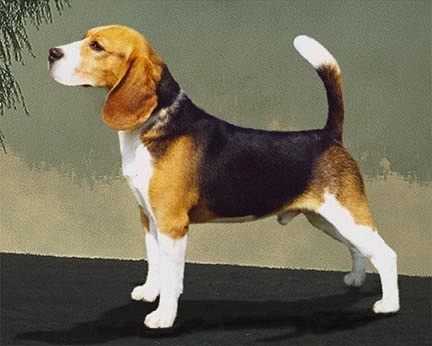 beagle dog