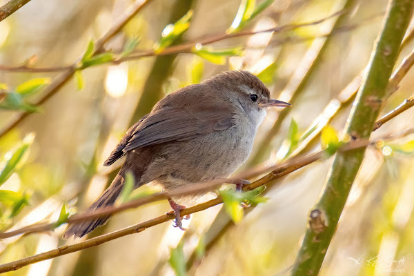 Cetti's warbler