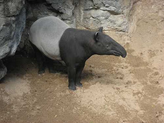 Tapir Malayan haiwan Malaysia yang hampir pupus