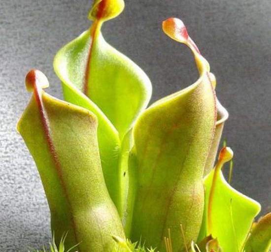 08 Heliamphora