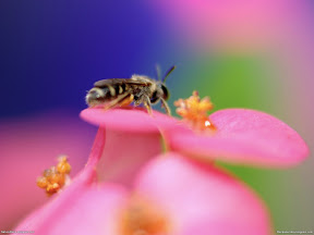 Insects | nature desktop wallpapers Images Photos