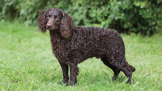 Irish Water Spaniel