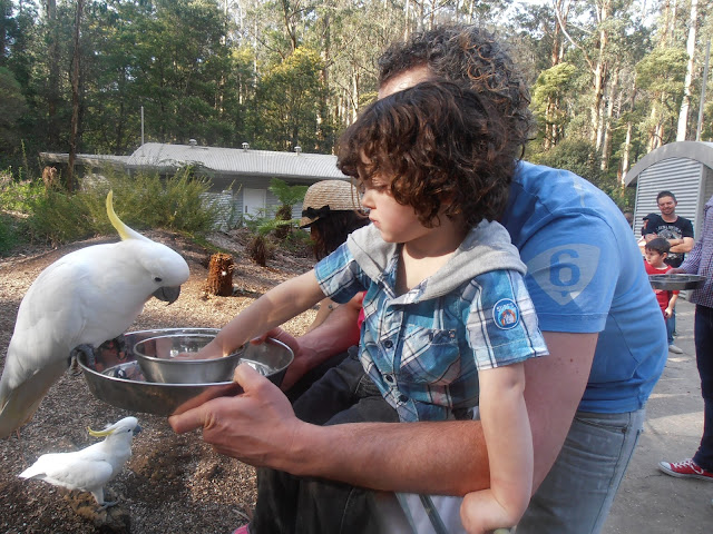 Feeding the birds at Grants on Sherbrook