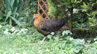 ¿Que saber antes de empezar con la cría de gallinas ponedoras?