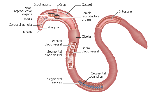  the earthworm than one might think! Again, I marvel at the Creator 